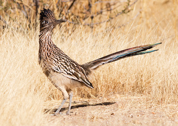 Greater Roadrunner Geococcyx californianus 