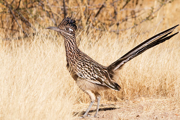 Greater Roadrunner Geococcyx californianus 