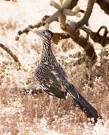 Greater Roadrunner Geococcyx californianus 