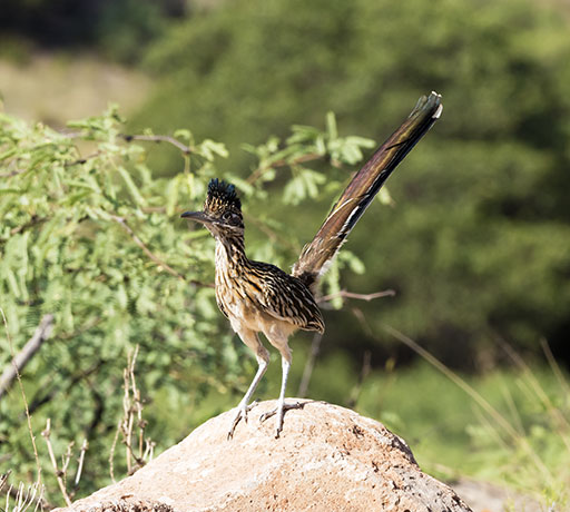 Greater Roadrunner Geococcyx californianus 