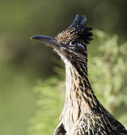 Greater Roadrunner Geococcyx californianus 