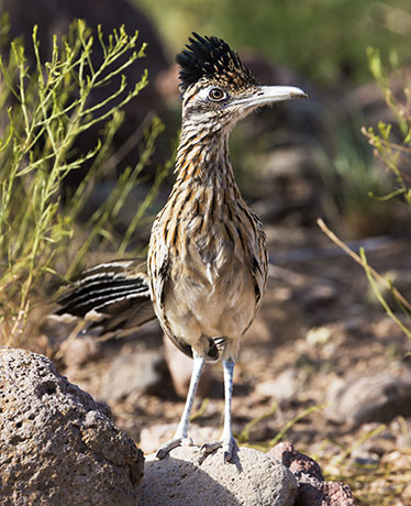 Greater Roadrunner Geococcyx californianus 