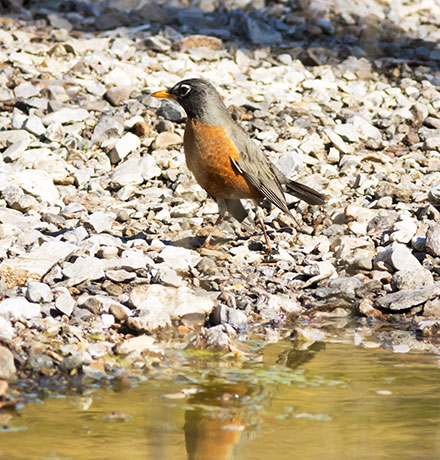 American Robin Turdus migratorius