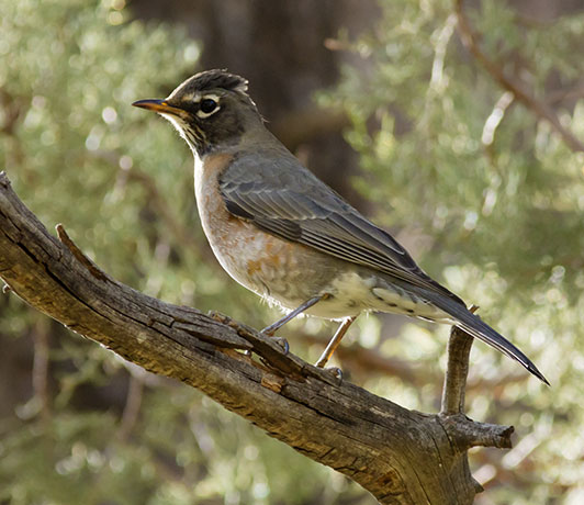 American Robin Turdus migratorius