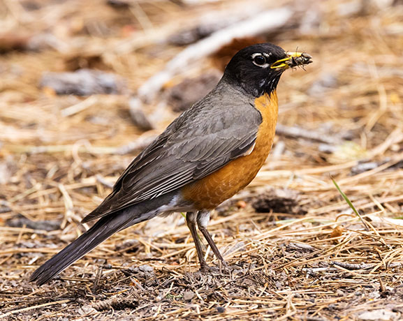 American Robin Turdus migratorius