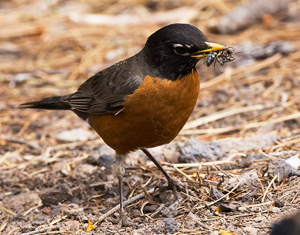 American Robin Turdus migratorius