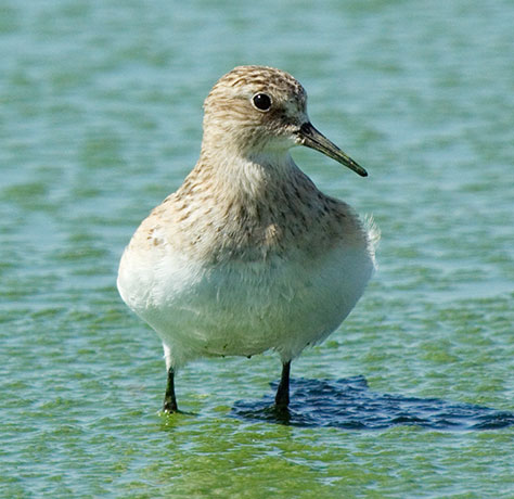 Baird's Sandpiper Calidris bairdii 