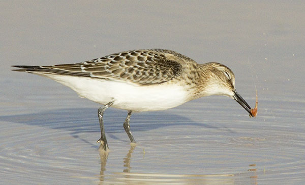 Baird's Sandpiper Calidris bairdii 