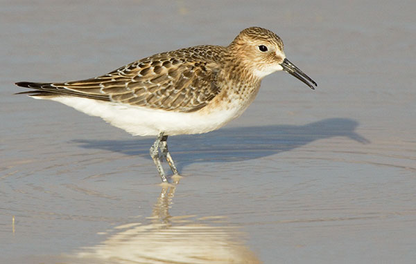 Baird's Sandpiper Calidris bairdii 