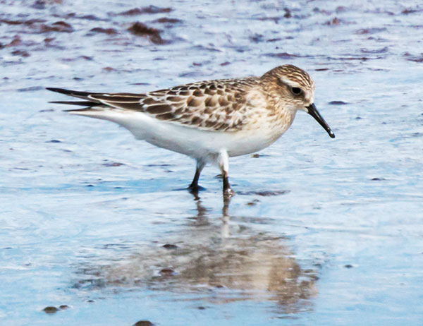 Baird's Sandpiper Calidris bairdii 