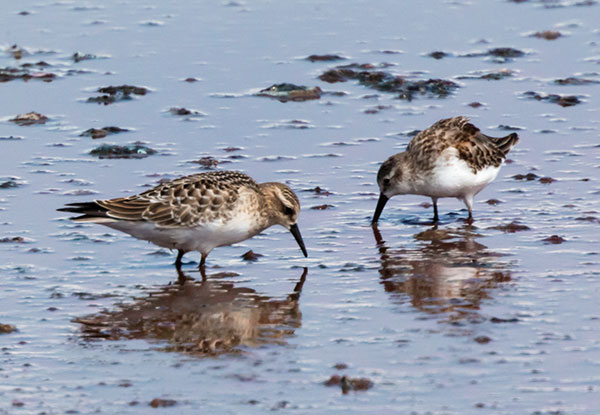 Baird's Sandpiper Calidris bairdii 