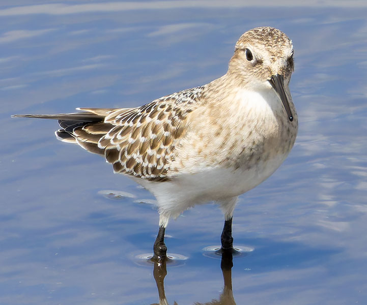 Baird's Sandpiper Calidris bairdii 