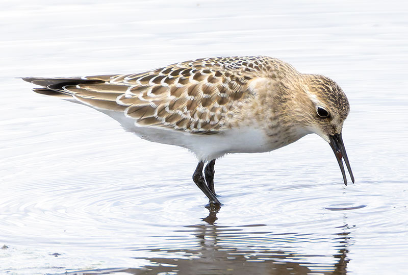 Baird's Sandpiper Calidris bairdii 