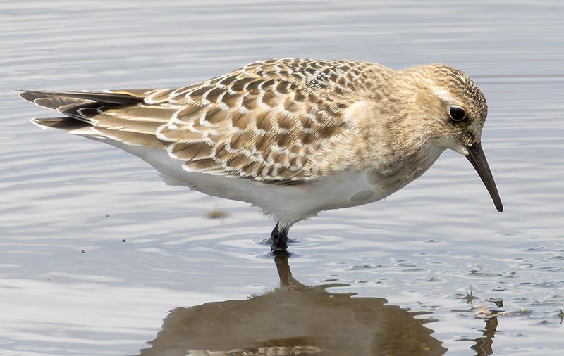 Baird's Sandpiper Calidris bairdii 