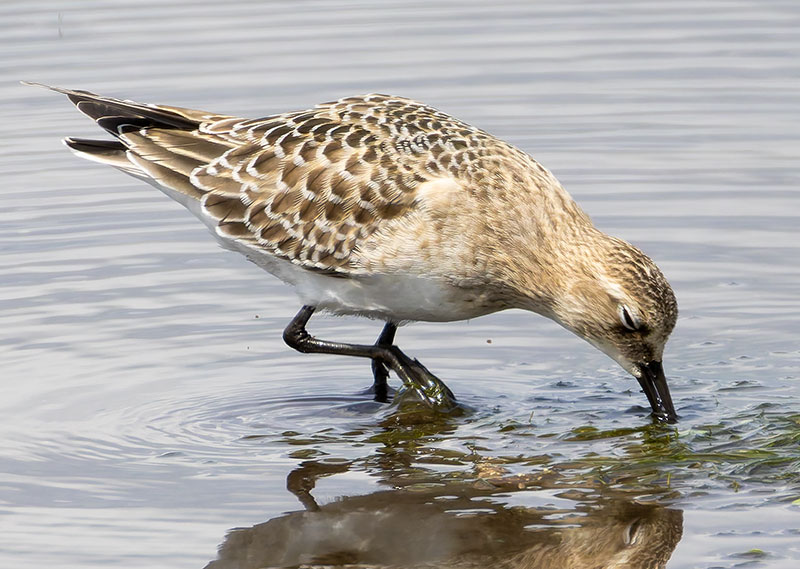 Baird's Sandpiper Calidris bairdii 