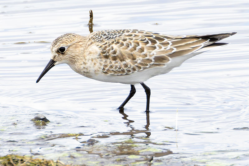 Baird's Sandpiper Calidris bairdii 