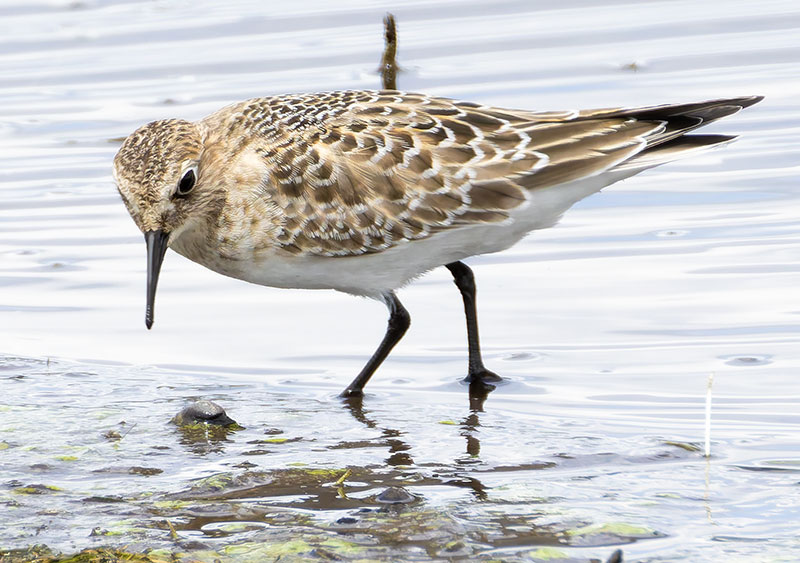 Baird's Sandpiper Calidris bairdii 