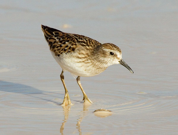 Least Sandpiper Calidris minutilla 