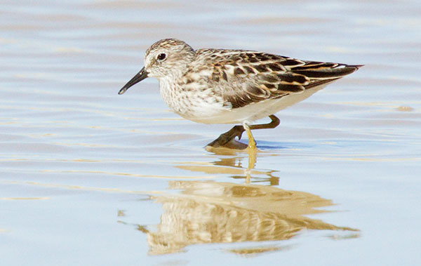 Least Sandpiper Calidris minutilla 