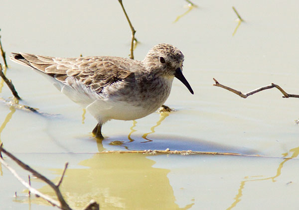 Least Sandpiper Calidris minutilla 