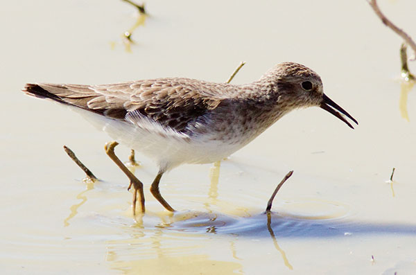 Least Sandpiper Calidris minutilla 