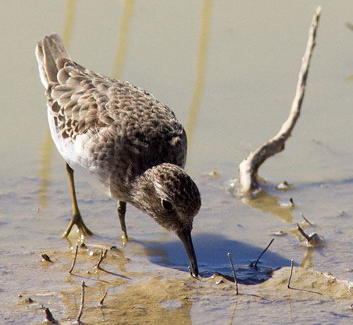 Least Sandpiper Calidris minutilla 
