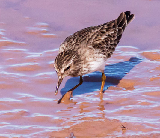 Least Sandpiper Calidris minutilla 