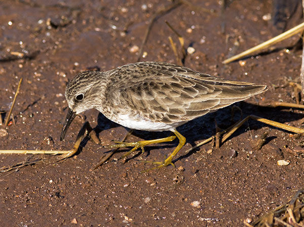 Least Sandpiper Calidris minutilla 