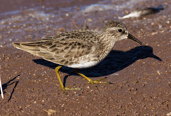 Least Sandpiper Calidris minutilla 