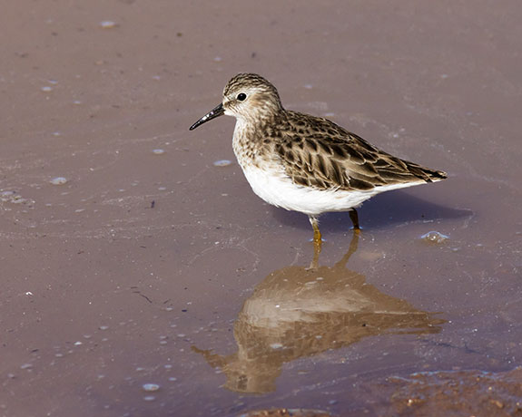 Least Sandpiper Calidris minutilla 
