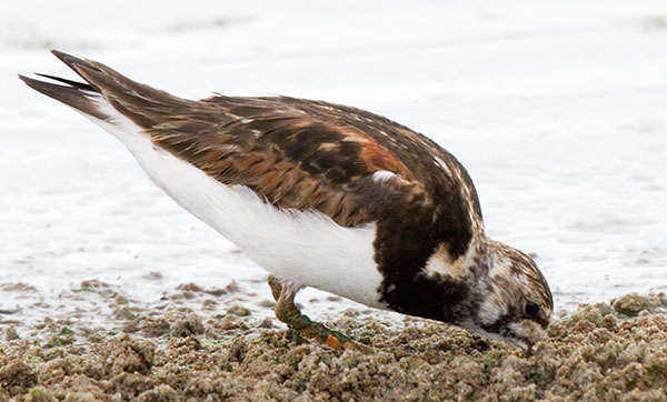 Ruddy Turnstone Arenaria interpres Sandpiper