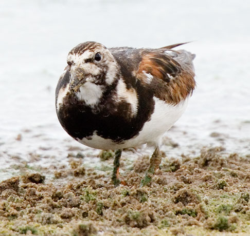 Ruddy Turnstone Arenaria interpres Sandpiper
