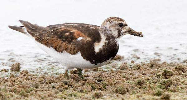 Ruddy Turnstone Arenaria interpres Sandpiper