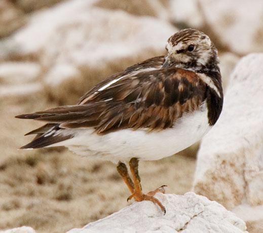 Ruddy Turnstone Arenaria interpres Sandpiper
