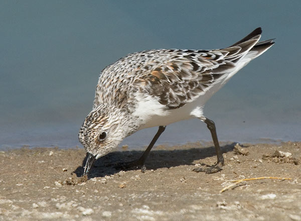 Sanderling Calidris alba Sandpiper