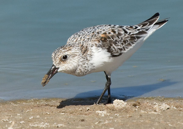 Sanderling Calidris alba Sandpiper