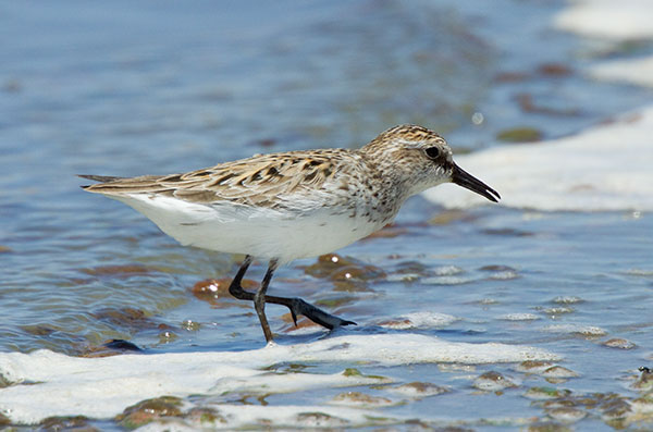 Semipalmated Sandpiper Calidris pusilla 