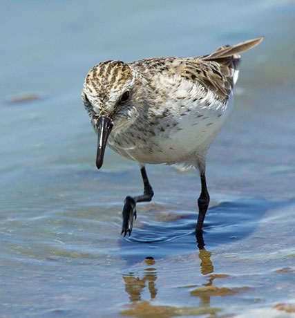 Semipalmated Sandpiper Calidris pusilla 