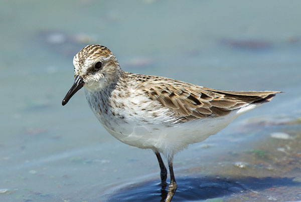 Semipalmated Sandpiper Calidris pusilla 