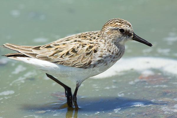 Semipalmated Sandpiper Calidris pusilla 