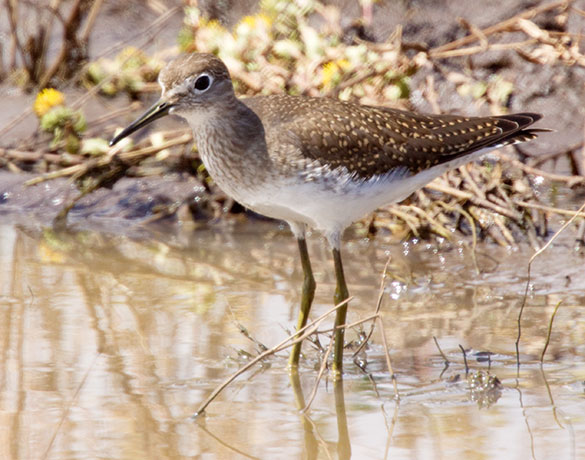 Solitary Sandpiper Tringa solitaria 