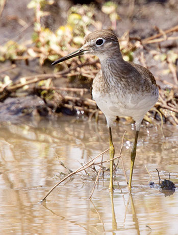 Solitary Sandpiper Tringa solitaria 