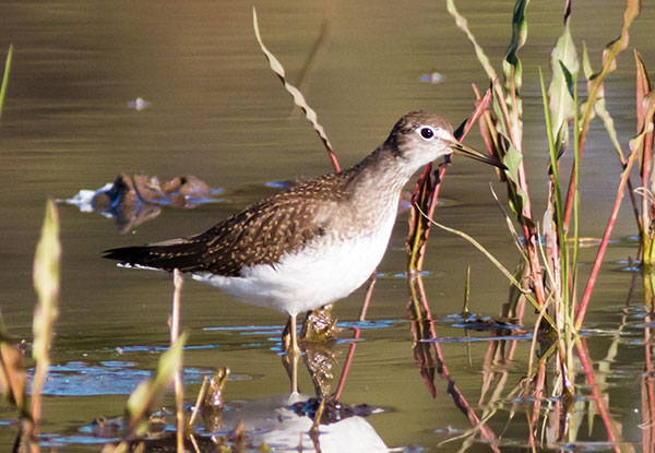 Solitary Sandpiper Tringa solitaria 