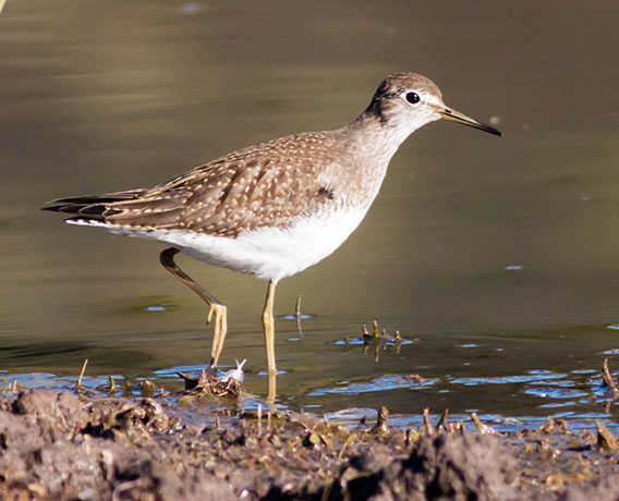 Solitary Sandpiper Tringa solitaria 