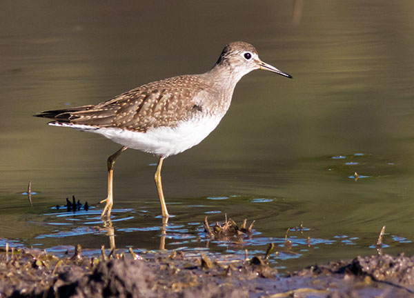 Solitary Sandpiper Tringa solitaria 