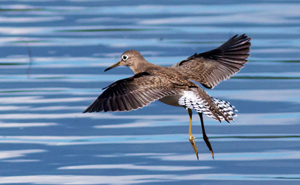 Solitary Sandpiper Tringa solitaria 
