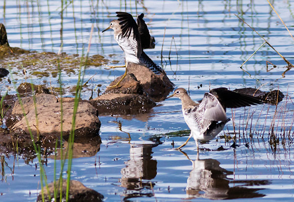 Solitary Sandpiper Tringa solitaria 