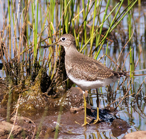 Solitary Sandpiper Tringa solitaria 