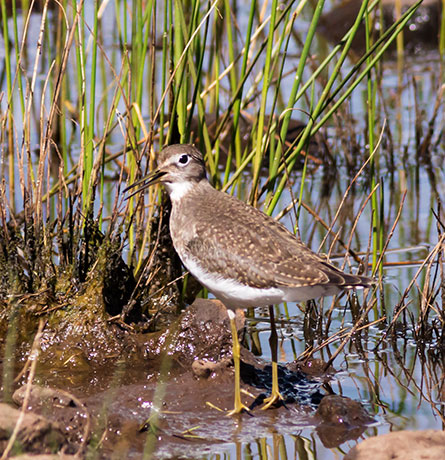 Solitary Sandpiper Tringa solitaria 