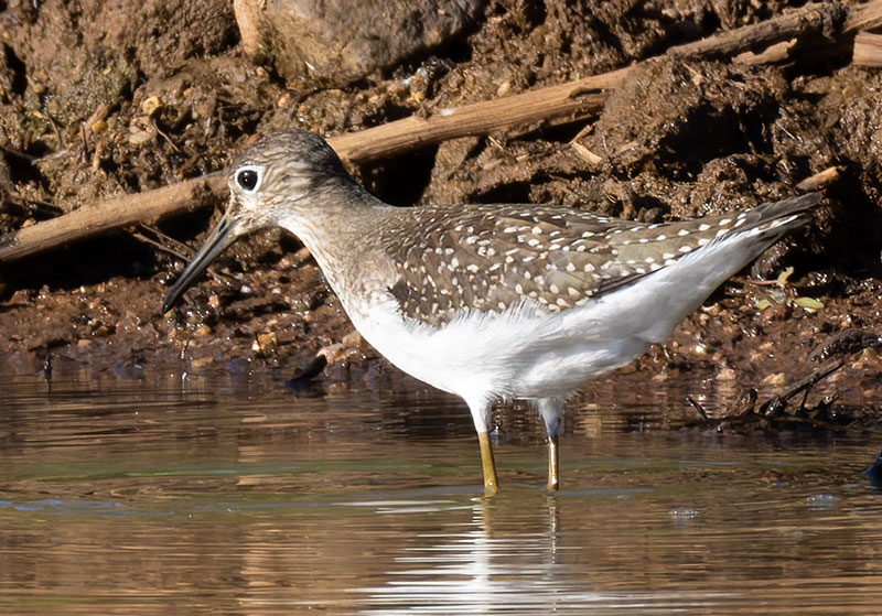 Solitary Sandpiper Tringa solitaria 